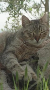 Dikey video. Çizgili Kedi Ağaçların Gölgesinde Uyur Yüksek Kayalıklarda Arkaplanda Denizle.