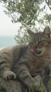 Dikey video. Deniz kıyısındaki bir kayanın üzerinde uyanan çizgili bir kedi bir ağacın gölgesinde yatarken pençesiyle yüzünü yıkar..