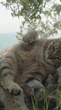 Dikey video. Yorgun bir kedi, Dal 'la isteksizce oynar Arka planda Denizle birlikte bir kayanın üzerinde yatarken hoşnutsuz görünür.