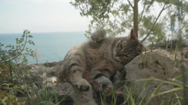 Yorgun bir kedi, Dal 'la isteksizce oynar Arka planda Denizle birlikte bir kayanın üzerinde yatarken hoşnutsuz görünür.