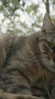 Dikey video. Çizgili Sokak Kedisi Deniz kenarındaki bir kayanın üzerinde dinleniyor, Kamera yaklaşıyor ve Kedi Pençesiyle ona dokunuyor. Yavaş Hareket.