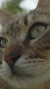 Dikey video. Sokak Çizgili Kedi Gözbebekleri 'nin son derece dar ve parlak güneş ışığı nedeniyle ince bir görüntüsü..