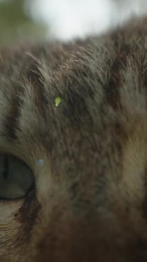 Dikey video. Çizgili Kedi Kamerayı Koklarken Güneşin Altındaki Bir Kaya, Macro, Yavaş Hareket.