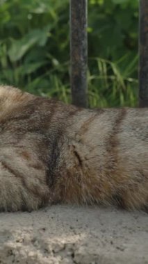 Dikey video. Çizgili bir kedi güneşteki kayaların üzerinde yatıyor, yaralı gözüyle bana bakıyor..
