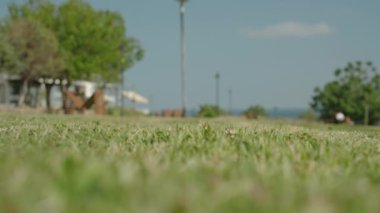 Arka planda Mavi Gökyüzü ve Deniz olan, Parkta biçilmiş bir çimenliğin yakın çekimi. Düşük Açı Görünümü.