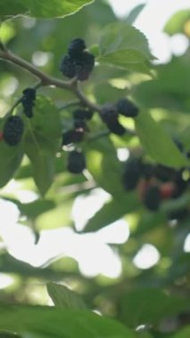 Dikey video. Ağacın dalları arasında, yoğun yaprakların arasına dağılmış sayısız dut..