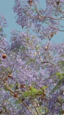 Dikey video. Mavi Gökyüzüne karşı Mor Çiçekli Jacaranda Ağaçları.