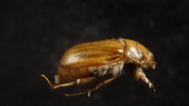 Siyah Arkaplanda Ölü Böceğin Yan Görüntüsü. Makro Büyütme.