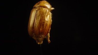 Siyah Arkaplanda Altın Kanatlı Ölü Böceğin Sırtı.