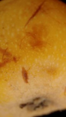 Dikey video. Düşme Kavramı, Olgun bir Loquat Kara Arkaplanda Dönerken Daha da Uzaklaşır. Makro Kaydırıcı.
