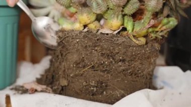 Çeşitli çeşitler ve kaktüsler bir kapta yetişiyor, kökleri olan bir toprak yığınına yakın çekim..