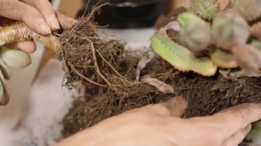 Nakil için farklı türde leziz ve yakın plan kökleri ayırmaya çalışan bir kadın..