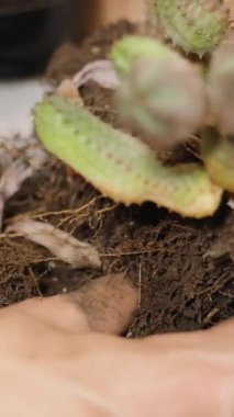 Dikey video. Nakil için farklı türde leziz ve yakın plan kökleri ayırmaya çalışan bir kadın..