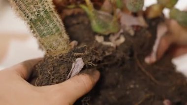 Kaktüslerin farklı türleri tek bir saksıdan naklediliyor..