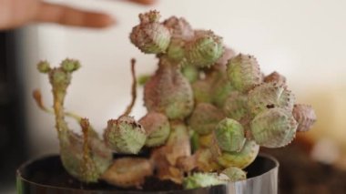 Bir kadının elleri kaktüslü siyah bir kaba toprak döküyor..