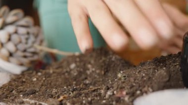 Bir kadın elleriyle toprak toplar ve tencere doldurur, kaktüs nakleder ve bitki yetiştirir..