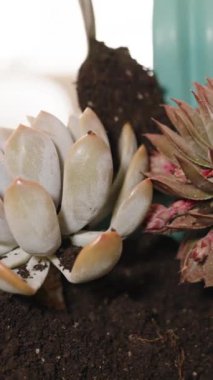 Dikey video. Bir saksıya su koyan bir ev, bir kadın toprak eklemek için kaşık kullanır..