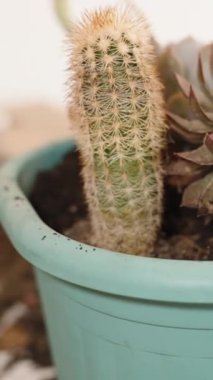 Dikey video. Bir kadın, çeşitli çeşitler ve kaktüslerden oluşan bir kaba elle toprak ekler..