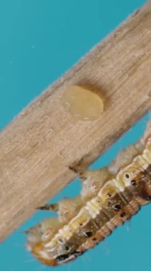 Dikey video. Tahta bir çubukta sürünen bir tırtıl. Mavi Arkaplanda Macro.