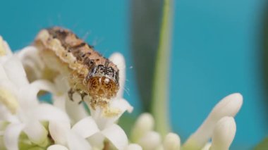 Küçük beyaz çiçeklerden polen yiyen bir tırtıl. Makro.