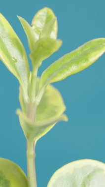 Mavi Arkaplanda Dönen Yeşil Yapraklı Dal, Macro. Ligustrum Bitkisi.
