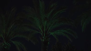 Gece Avuç Yaprakları Yeşil Fenerler Güzellik İçin Aydınlatılıyor.