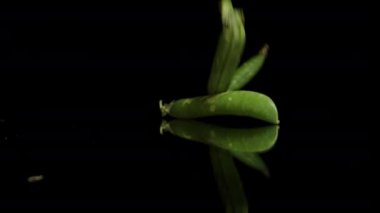 Taze yeşil bezelyeler, yukarıdan siyah bir zemine düşen kabuklar, yavaş çekim izole edilmiş..