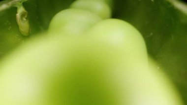 Yeşil kabuğun içinde, makro kaydırıcı, kameranın arkasında yuvarlanan bezelyeler, siyah arka planda yavaş çekim..