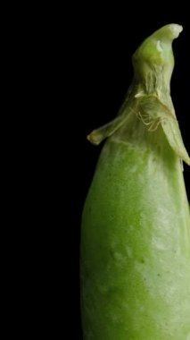 Dikey video. Bir bezelye kabuğunun gövdesinin üst kısmı siyah bir arkaplan üzerinde makro dönüş.