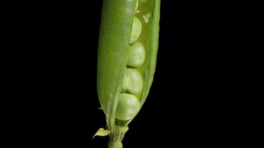 İçinde taze bezelyeler olan açık bezelye kabuğu, izole edilmiş siyah arkaplan üzerinde döngü döndürülmüş.