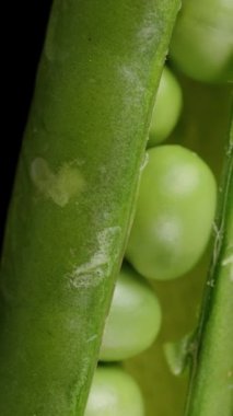 Dikey video. Açık bir yeşil kabuğun içindeki taze bezelyeler, siyah bir arkaplanda yakın çekim rotasyonu.