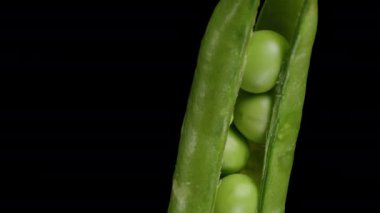 Taze taze bezelyeli Bezelye Kabuğu açıldı, makro kaydırıcı siyah bir arkaplanda izole edildi.