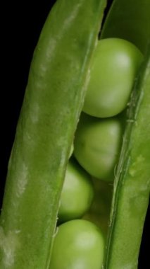 Dikey video. Taze taze bezelyeli Bezelye Kabuğu açıldı, makro kaydırıcı siyah bir arkaplanda izole edildi.