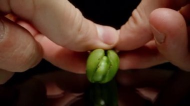 Eller taze bezelyeleri gösteren yeşil kabuğu açar. Dolly kaydırıcı, yakın plan..