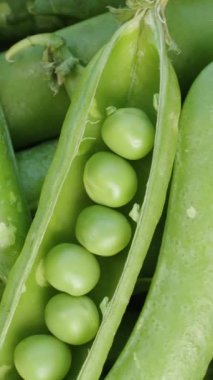 Dikey video. Yeşil bezelyeli Bezelye Kabuğu açıldı, üst görünüm yakın çekim. Bezelye yığını.