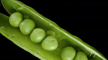Bezelye kabuğu, siyah zemine yavaşça düşen taze bezelye konsepti. Makro yakınlaştırma. Üst görünüm.