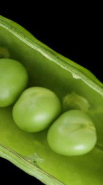 Dikey video. Bezelye kabuğu, siyah zemine yavaşça düşen taze bezelye konsepti. Makro yakınlaştırma. Üst görünüm.