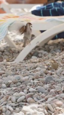 Dikey video. İki Serçe Deniz kıyısındaki Taş Sahilde Ekmek Kavgası.
