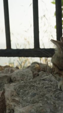 Dikey video. Açık Hava Çizgili Kedi Zıplamaya Hazırlanıyor ve Bir Dal Kovalıyor Çalılıklarda Bir Kaya Üzerinde Çömeliyor, Neşeli Ruh Hali.