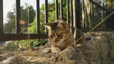 Çizgili Kedi Çimen Dal Kullanıyor, Güneş Işığı Parıldıyor. Yavaş Hareket.