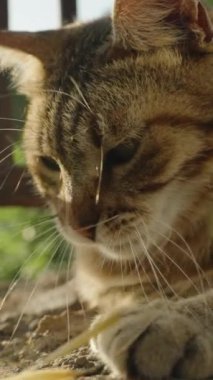 Dikey video. Playful Outdoor Cat 'in Yakın Çekimi, Güneşli Gün, Kayanın Üzerinde Uzanıp Pençeleriyle Bir Dal Yakalamak.