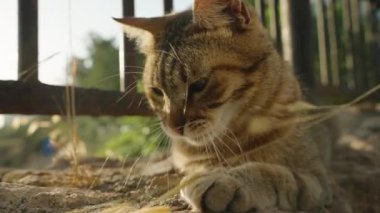 Playful Outdoor Cat 'in Yakın Çekimi, Güneşli Gün, Kayanın Üzerinde Uzanıp Pençeleriyle Bir Dal Yakalamak.