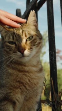 Dikey video. Bir Yaz Günü Güneş Işıkları ve Mavi Gökyüzü Altında El Kedileri.