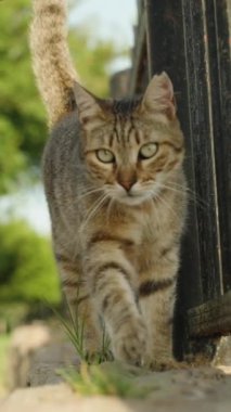 Dikey video. Çizgili Açık Kedi Bana İlgi Gösteriyor, Yaklaşıyor ve Güneşten Gözlerini kısıyor.