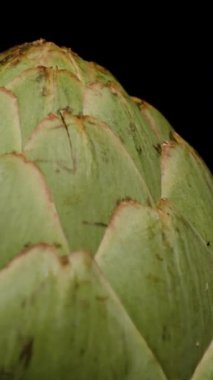 Dikey video. Kara Arkaplan Karşısında Bir Bilinmeyen Enginar Çiçeğinin Yakın Çekimi. Genel Bakış.