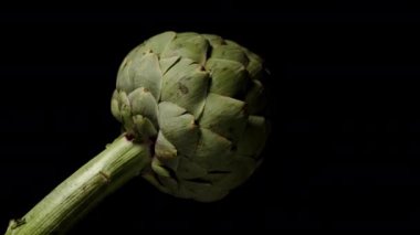 Geniş Enginar Döndürülüyor ve Siyah Arkaplan Karşısında İnceleniyor. İzole edilmiş.