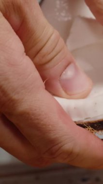 Dikey video. Deniz kabuğundan beyaz hindistan cevizi hamuru çıkarmaya çalışıyor. Yakın plan.