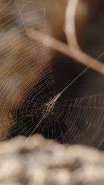 Dikey video. Güneşteki Taşlar Üzerine Örümcek Ağı Bir Kadın Parmağıyla Dikkatlice Dokunur.