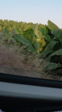 Dikey video. Araba penceresinden, Vibrant Muz Bitkilerinin Yol kenarına uzanan Yavaş Sinema Manzarası.