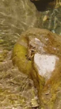 Dikey video. Kristal berrak sudaki kayaya yapışmış küçük bir yengeç. Etrafı güneş ışığı ve doğanın sükuneti ile çevrili..